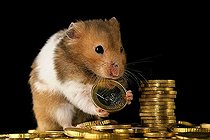 Biosphoto | 1464212 | Golden hamster with euros | &copy; Alfred Schauhuber / imageBROKER / Biosphoto