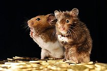 Biosphoto | 1496372 | Golden hamster with euros | &copy; Alfred Schauhuber / imageBROKER / Biosphoto