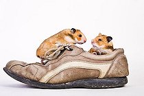 Biosphoto | 1509685 | Golden hamsters in a shoe | &copy; Alfred Schauhuber / imageBROKER / Biosphoto