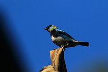 Biosphoto | 2395105 | Golden-hooded Tanager (Tangara larvata), Costa Rica | &copy; Jean-François Noblet / Biosphoto
