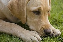 Biosphoto | 1627125 | Golden Labrador Retriever pup, portrait | &copy; Tor / imageBROKER / Biosphoto