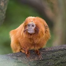Biosphoto | 1481723 | Golden Lion Tamarin (Leontopithecus rosalia), listed as Endangered by the IUCN 2009, endemic to Brazil | &copy; GTW / imageBROKER / Biosphoto