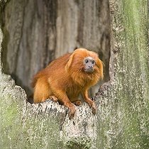 Biosphoto | 1513212 | Golden Lion Tamarin (Leontopithecus rosalia), listed as Endangered by the IUCN 2009, endemic to Brazil | &copy; GTW / imageBROKER / Biosphoto
