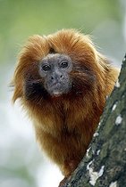 Biosphoto | 1611602 | Golden Lion Tamarin Monkey (Leontideus rosalia), adult, portrait, existence: South America | &copy; Jspix / imageBROKER / Biosphoto