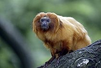 Biosphoto | 1611634 | Golden Lion Tamarin Monkey (Leontideus rosalia), adult, portrait, existence: South America | &copy; Jspix / imageBROKER / Biosphoto