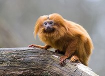 Biosphoto | 1181831 | Golden Lion Tamarin or Golden Marmoset (Leontopithecus rosalia), Monkey Zoo, Apenheul, Netherlands, Europe | &copy; Winfried Schaefer / imageBROKER / Biosphoto