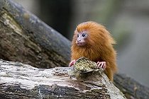 Biosphoto | 1181832 | Golden Lion Tamarin or Golden Marmoset (Leontopithecus rosalia), Monkey Zoo, Apenheul, Netherlands, Europe | &copy; Winfried Schaefer / imageBROKER / Biosphoto