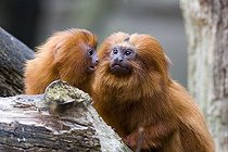 Biosphoto | 1181833 | Golden Lion Tamarins or Golden Marmosets (Leontopithecus rosalia), Monkey Zoo, Apenheul, Netherlands, Europe | &copy; Winfried Schaefer / imageBROKER / Biosphoto