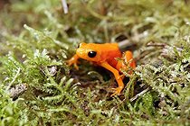 Biosphoto | 1611593 | Golden Mantella Frog (Mantella aurantiaca), adult, Madagascar | &copy; Jspix / imageBROKER / Biosphoto