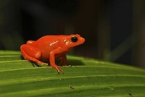 Biosphoto | 1465294 | Golden Mantella (Mantella aurantiaca), Madagascar, Africa | &copy; Josef Niedermeier / imageBROKER / Biosphoto