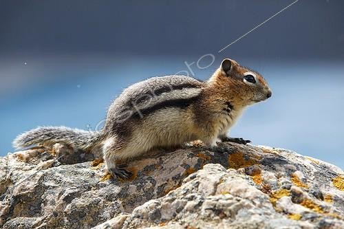 Biosphoto | 2035365 | Golden-mantled ground squirrel on rock - Banff Canada | &copy; Óscar Díez Martínez / Biosphoto