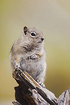 Biosphoto | 1197965 | Golden-mantled Ground Squirrel (Spermophilus lateralis), adult on log, Rocky Mountain National Park, Colorado, USA | &copy; Rolf Nussbaumer / imageBROKER / Biosphoto
