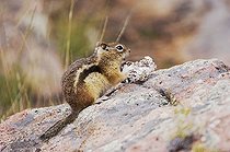 Biosphoto | 1198362 | Golden-mantled Ground Squirrel (Spermophilus lateralis), adult eating wild mushroom, Rocky Mountain National Park, Colorado, USA | &copy; Rolf Nussbaumer / imageBROKER / Biosphoto