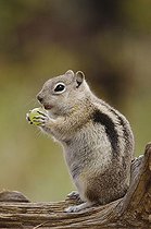 Biosphoto | 1199323 | Golden-mantled Ground Squirrel (Spermophilus lateralis), adult on log with food stored in its cheek pouches, Rocky Mountain National Park, Colorado, USA | &copy; Rolf Nussbaumer / imageBROKER / Biosphoto