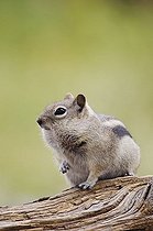 Biosphoto | 1199324 | Golden-mantled Ground Squirrel (Spermophilus lateralis), adult on log with food stored in its cheek pouches, Rocky Mountain National Park, Colorado, USA | &copy; Rolf Nussbaumer / imageBROKER / Biosphoto