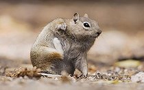 Biosphoto | 1199325 | Golden-mantled Ground Squirrel (Spermophilus lateralis), adult scratching, Rocky Mountain National Park, Colorado, USA | &copy; Rolf Nussbaumer / imageBROKER / Biosphoto