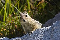 Biosphoto | 1463626 | Golden-mantled Ground Squirrel (Spermophilus lateralis), Mount Rainier Nationalpark, Washington, USA | &copy; Konrad Wothe / imageBROKER / Biosphoto