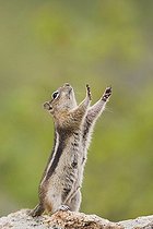 Biosphoto | 1465026 | Golden-mantled Ground Squirrel (Spermophilus lateralis), female stretching, Rocky Mountain National Park, Colorado, USA | &copy; Bill Draker / imageBROKER / Biosphoto