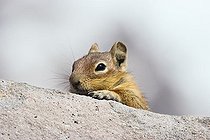 Biosphoto | 1481542 | Golden-mantled Ground Squirrel (Spermophilus lateralis), Mount Rainier Nationalpark, Washington, USA | &copy; Konrad Wothe / imageBROKER / Biosphoto