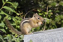 Biosphoto | 1485872 | Golden-mantled Ground Squirrel (Spermophilus lateralis), Mount Rainier Nationalpark, Washington, USA | &copy; Konrad Wothe / imageBROKER / Biosphoto