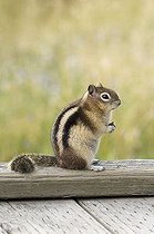 Biosphoto | 1501637 | Golden-mantled Ground Squirrel (Spermophilus lateralis) feeding, Yellowstone National Park, Wyoming, USA | &copy; Alessandra Sarti / imageBROKER / Biosphoto