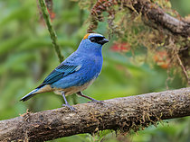 Biosphoto | 2608857 | Golden-naped Tanager (Chalcothraupis ruficervix fulvicervix), Manu Road, Peru | &copy; Ignacio Yufera / Biosphoto