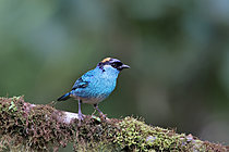 Biosphoto | 2621636 | Golden-naped tanager (Chalcothraupis ruficervix) perched on a branch in a wet forest. Choco Andino. Ecuador. South of America | &copy; Brigitte Marcon / Biosphoto