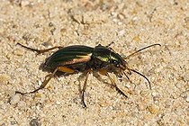 Biosphoto | 1457413 | Golden or Gilt Ground Beetle (Carabus auratus), Schleswig-Holstein, Germany, Europe | &copy; Justus de Cuveland / imageBROKER / Biosphoto