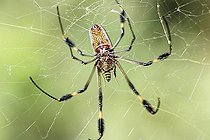 Biosphoto | 1508372 | Golden Orb Spider, Golden silk orb-weaver (Nephila clavipes), Costa Rica | &copy; Siepmann / imageBROKER / Biosphoto
