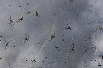 Biosphoto | 1458874 | Golden Orb Spiders (Nephila madagascariensis), Ranomafana, Madagascar, Africa | &copy; Josef Niedermeier / imageBROKER / Biosphoto