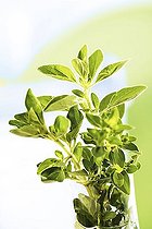 Biosphoto | 1457757 | Golden Oregano (Origanum vulgare aureum) | &copy; Creativ Studio Heinemann / imageBROKER / Biosphoto