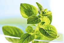 Biosphoto | 1500970 | Golden Oregano (Origanum vulgare aureum) | &copy; Creativ Studio Heinemann / imageBROKER / Biosphoto