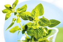 Biosphoto | 1501013 | Golden Oregano (Origanum vulgare aureum) | &copy; Creativ Studio Heinemann / imageBROKER / Biosphoto