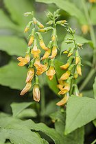 Biosphoto | 2546726 | Golden pea (Lathyrus aureus) flowers, in marsh | &copy; Jean-Michel Groult / Biosphoto