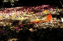 Biosphoto | 1233450 | Golden Pheasant in a garden in Italy | &copy; Claude Thouvenin / Biosphoto