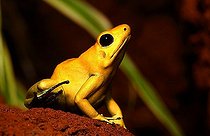 Biosphoto | 1461062 | Golden poison dart frog | &copy; Juergen Mueller / imageBROKER / Biosphoto