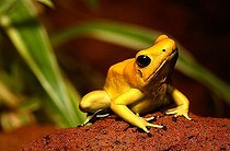 Biosphoto | 1461108 | Golden poison dart frog | &copy; Juergen Mueller / imageBROKER / Biosphoto