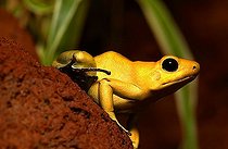 Biosphoto | 1516022 | Golden poison dart frog | &copy; Juergen Mueller / imageBROKER / Biosphoto
