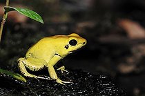Biosphoto | 1197018 | Golden Poison Frog, Golden Dart Frog (Phyllobates terribilis) | &copy; Christian Huetter / imageBROKER / Biosphoto