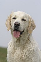 Biosphoto | 1527654 | Golden Retriever, 1 year, portrait | &copy; Caroline Brinkmann / imageBROKER / Biosphoto