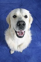 Biosphoto | 1459291 | Golden Retriever | &copy; Arco Images / Wegner Petra / imageBROKER / Biosphoto