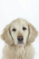 Biosphoto | 1461898 | Golden Retriever | &copy; Arco Images / Wegner Petra / imageBROKER / Biosphoto