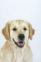 Biosphoto | 1462216 | Golden Retriever | &copy; Arco Images / Wegner Petra / imageBROKER / Biosphoto