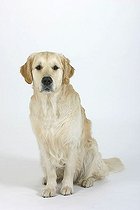 Biosphoto | 1466424 | Golden Retriever | &copy; Arco Images / Wegner Petra / imageBROKER / Biosphoto