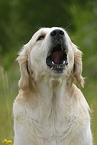 Biosphoto | 1466524 | Golden Retriever | &copy; Arco Images / Wegner Petra / imageBROKER / Biosphoto