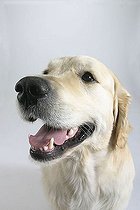 Biosphoto | 1466549 | Golden Retriever | &copy; Arco Images / Wegner Petra / imageBROKER / Biosphoto