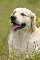 Biosphoto | 1479642 | Golden Retriever | &copy; Arco Images / Wegner Petra / imageBROKER / Biosphoto
