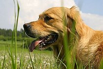 Biosphoto | 1518807 | Golden Retriever | &copy; Alfred Schauhuber / imageBROKER / Biosphoto
