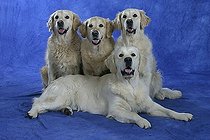 Biosphoto | 1520888 | Golden Retriever | &copy; Arco Images / Wegner Petra / imageBROKER / Biosphoto