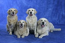Biosphoto | 1521120 | Golden Retriever | &copy; Arco Images / Wegner Petra / imageBROKER / Biosphoto